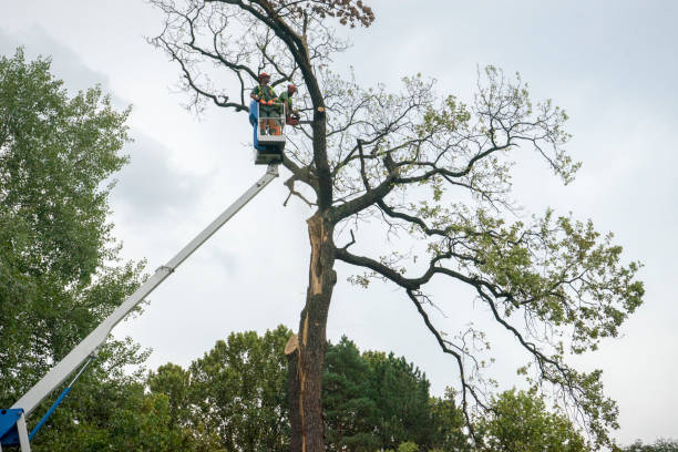 Best Arborist Services Near Me  in USA